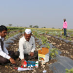 संतुलित उर्वरकों का उपयोग खेत में
