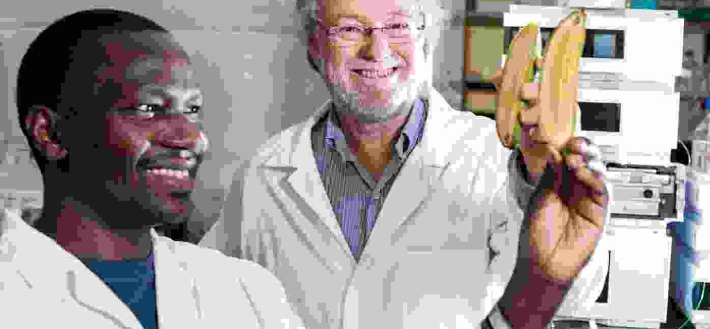 चित्र में फ्यूजेरियम विल्ट से प्रभावित केला पौधा, जंगली कैल्कटा 4 किस्म और जेनेटिक रिसर्च की प्रयोगशाला दिखाई गई है।