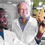 चित्र में फ्यूजेरियम विल्ट से प्रभावित केला पौधा, जंगली कैल्कटा 4 किस्म और जेनेटिक रिसर्च की प्रयोगशाला दिखाई गई है।