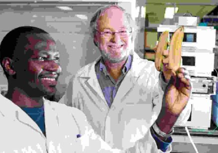 चित्र में फ्यूजेरियम विल्ट से प्रभावित केला पौधा, जंगली कैल्कटा 4 किस्म और जेनेटिक रिसर्च की प्रयोगशाला दिखाई गई है।