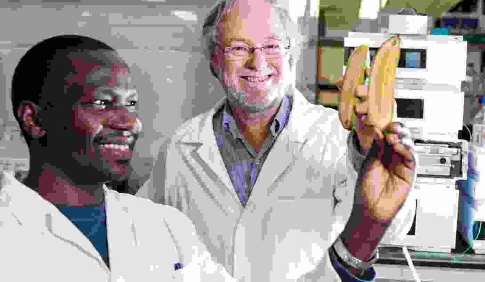 चित्र में फ्यूजेरियम विल्ट से प्रभावित केला पौधा, जंगली कैल्कटा 4 किस्म और जेनेटिक रिसर्च की प्रयोगशाला दिखाई गई है।