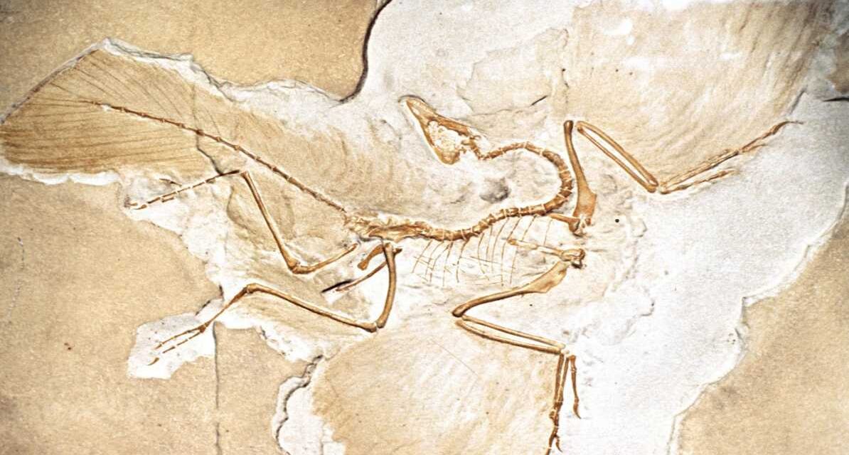 जर्मनी में मिला आर्कियोप्टेरिक्स का जीवाश्म, जिसकी चोंच और खोपड़ी की संरचना आधुनिक पक्षियों से मिलती-जुलती है।