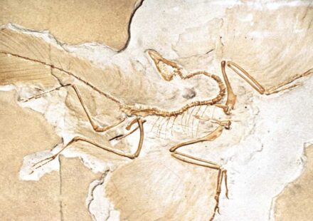 जर्मनी में मिला आर्कियोप्टेरिक्स का जीवाश्म, जिसकी चोंच और खोपड़ी की संरचना आधुनिक पक्षियों से मिलती-जुलती है।