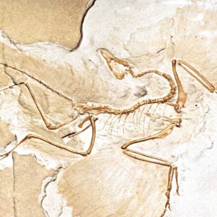 जर्मनी में मिला आर्कियोप्टेरिक्स का जीवाश्म, जिसकी चोंच और खोपड़ी की संरचना आधुनिक पक्षियों से मिलती-जुलती है।