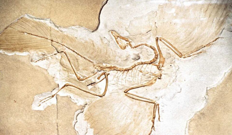 जर्मनी में मिला आर्कियोप्टेरिक्स का जीवाश्म, जिसकी चोंच और खोपड़ी की संरचना आधुनिक पक्षियों से मिलती-जुलती है।