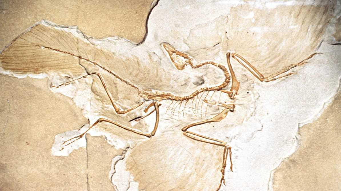 जर्मनी में मिला आर्कियोप्टेरिक्स का जीवाश्म, जिसकी चोंच और खोपड़ी की संरचना आधुनिक पक्षियों से मिलती-जुलती है।