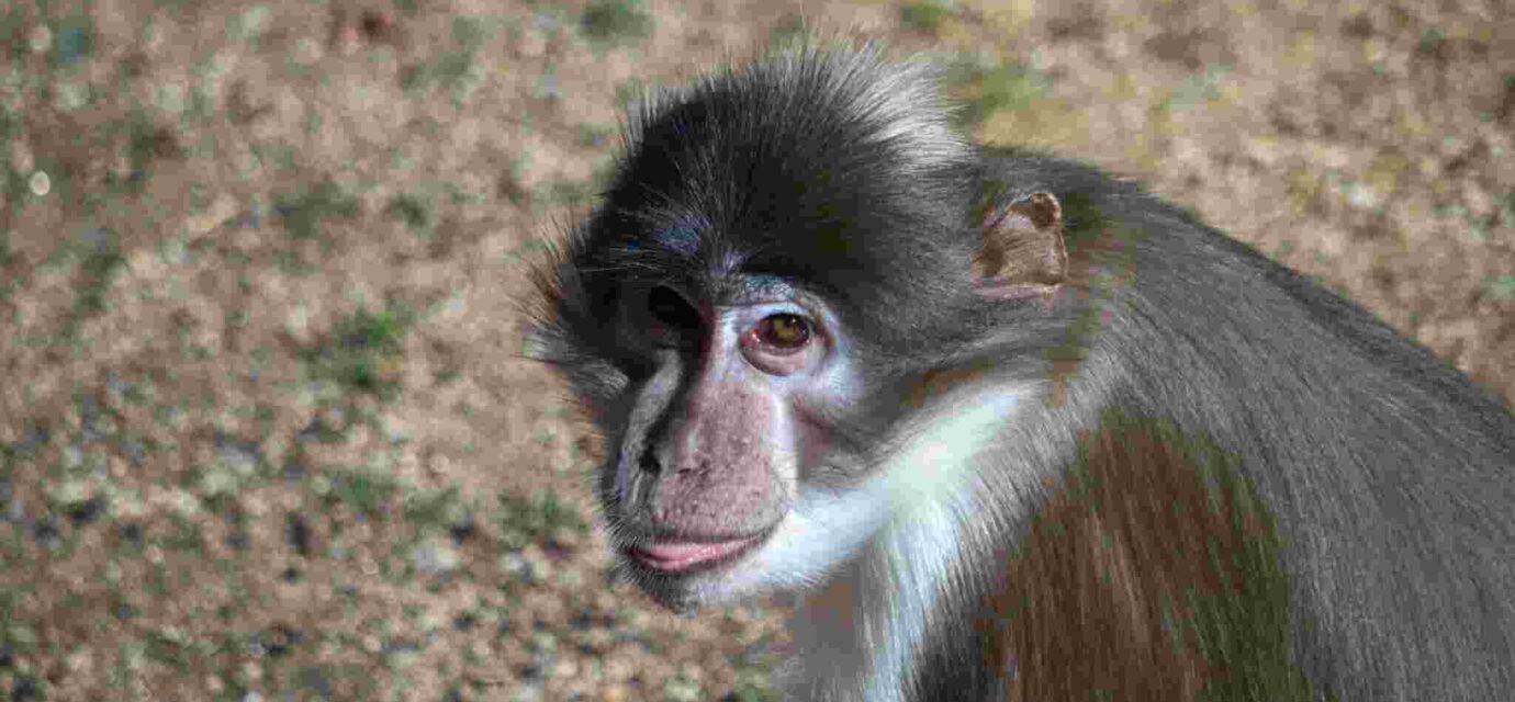 फायर-फुटेड रज्जु गिलहरी और सूटी मैंगबे बंदर, जिनमें Mpox संक्रमण का अध्ययन किया गया।