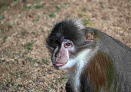 फायर-फुटेड रज्जु गिलहरी और सूटी मैंगबे बंदर, जिनमें Mpox संक्रमण का अध्ययन किया गया।