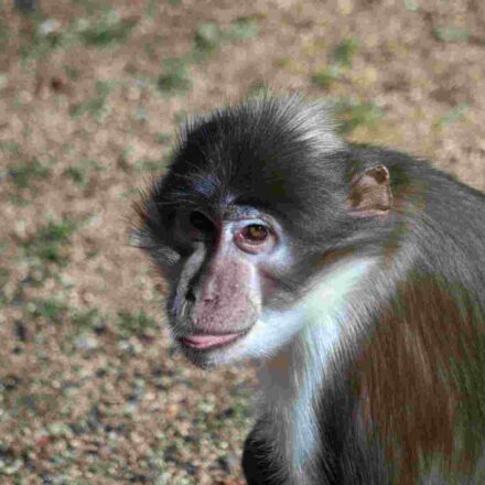 फायर-फुटेड रज्जु गिलहरी और सूटी मैंगबे बंदर, जिनमें Mpox संक्रमण का अध्ययन किया गया।