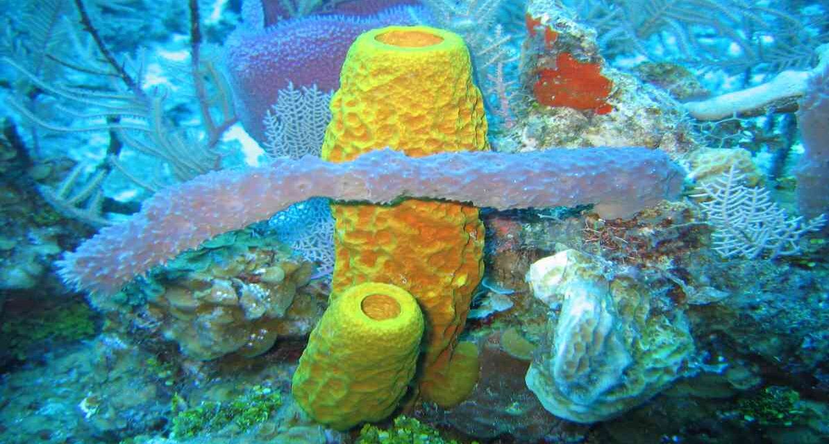 Ancient sea sponge fossil evidence in rock sample