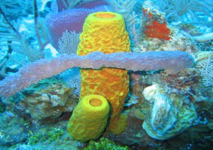 Ancient sea sponge fossil evidence in rock sample