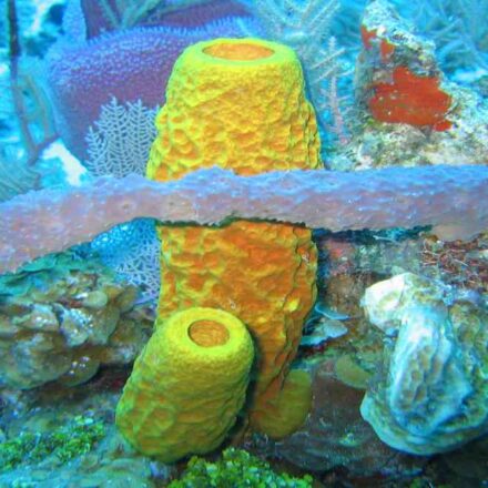 Ancient sea sponge fossil evidence in rock sample