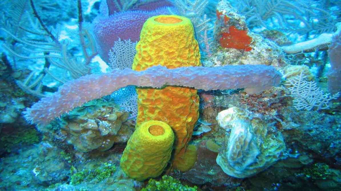 Ancient sea sponge fossil evidence in rock sample