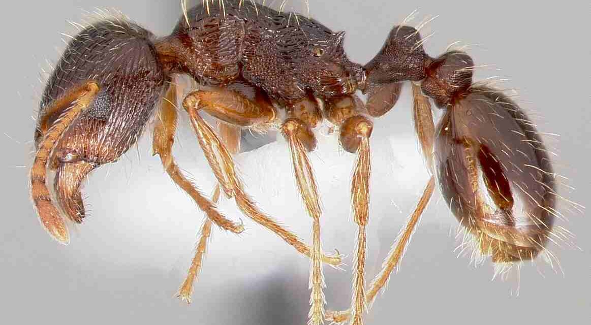 एक कैटरपिलर चींटियों के बीच कंपन संकेतों के जरिए संवाद स्थापित करता हुआ।