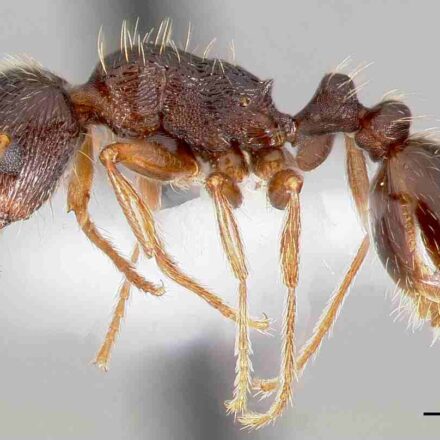 एक कैटरपिलर चींटियों के बीच कंपन संकेतों के जरिए संवाद स्थापित करता हुआ।