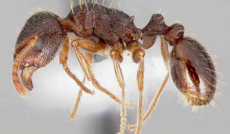 एक कैटरपिलर चींटियों के बीच कंपन संकेतों के जरिए संवाद स्थापित करता हुआ।