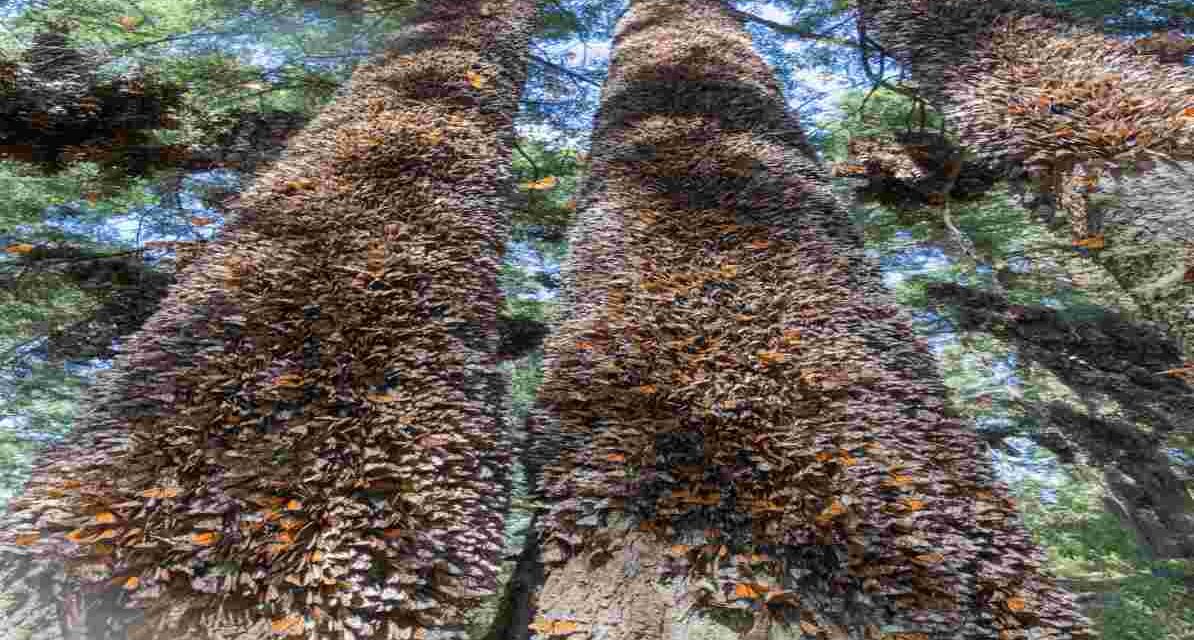Monarch Butterfly Migration in Mexico