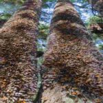 Monarch Butterfly Migration in Mexico