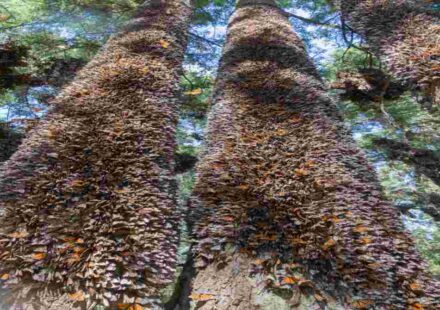 Monarch Butterfly Migration in Mexico