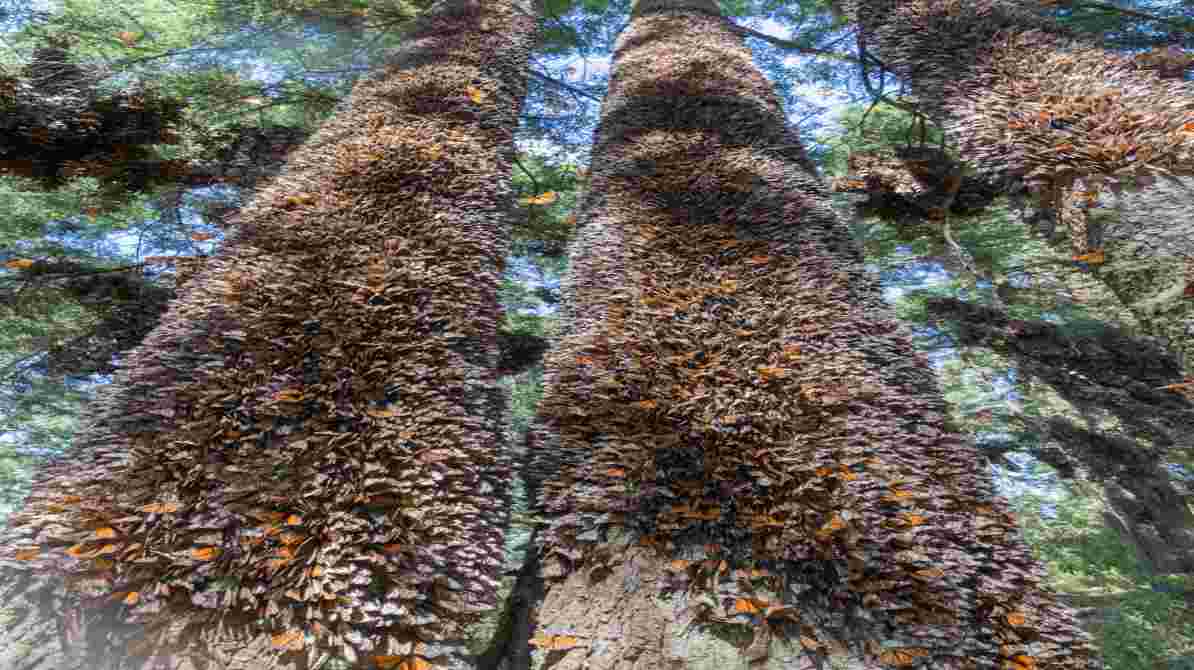 Monarch Butterfly Migration in Mexico