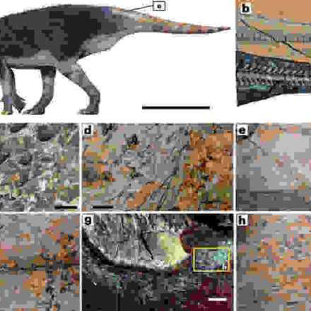 यह तस्वीर चीन में खोजे गए 125 मिलियन वर्ष पुराने डायनासोर Haolong dongi के जीवाश्म और उसकी त्वचा के संरक्षित हिस्से को दर्शाती है।