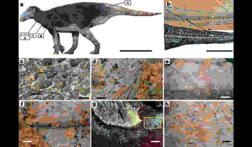 यह तस्वीर चीन में खोजे गए 125 मिलियन वर्ष पुराने डायनासोर Haolong dongi के जीवाश्म और उसकी त्वचा के संरक्षित हिस्से को दर्शाती है।