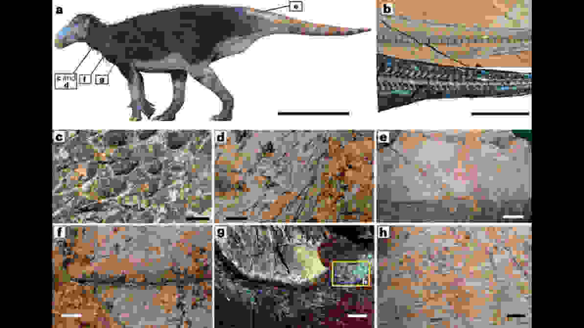 यह तस्वीर चीन में खोजे गए 125 मिलियन वर्ष पुराने डायनासोर Haolong dongi के जीवाश्म और उसकी त्वचा के संरक्षित हिस्से को दर्शाती है।