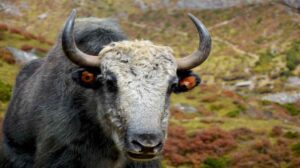 Yak Brain Repair Discovery | याक के जीन से दिमागी बीमारियों के इलाज की नई उम्मीद