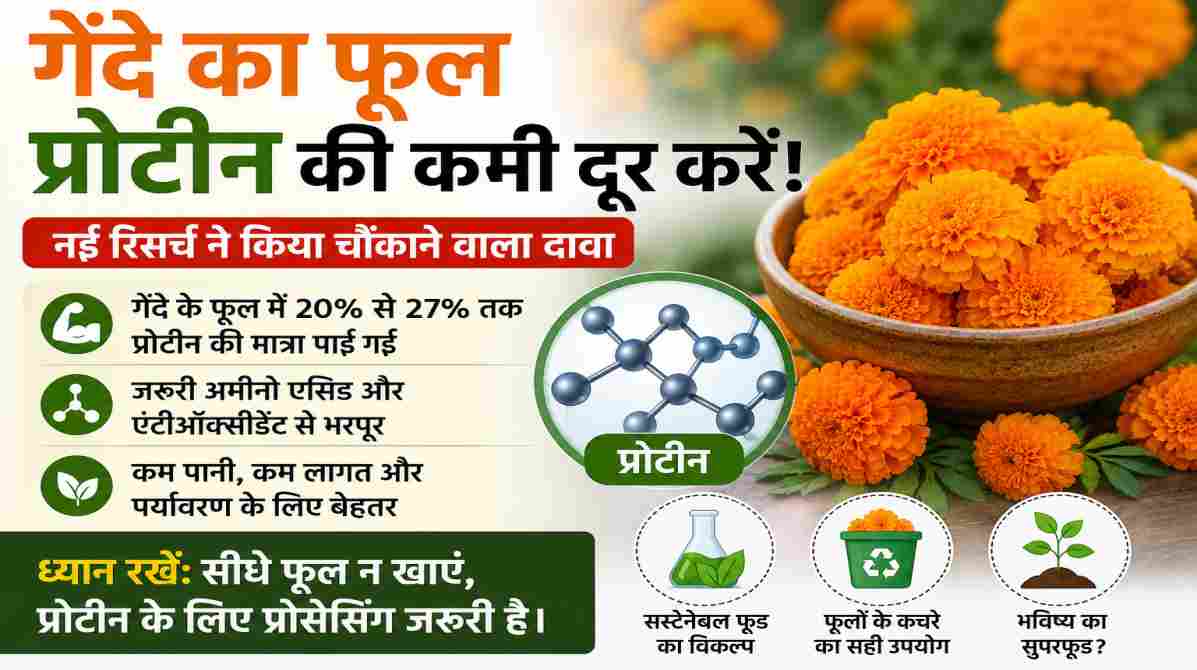 गेंदे का फूल और उसके पोषण लाभ